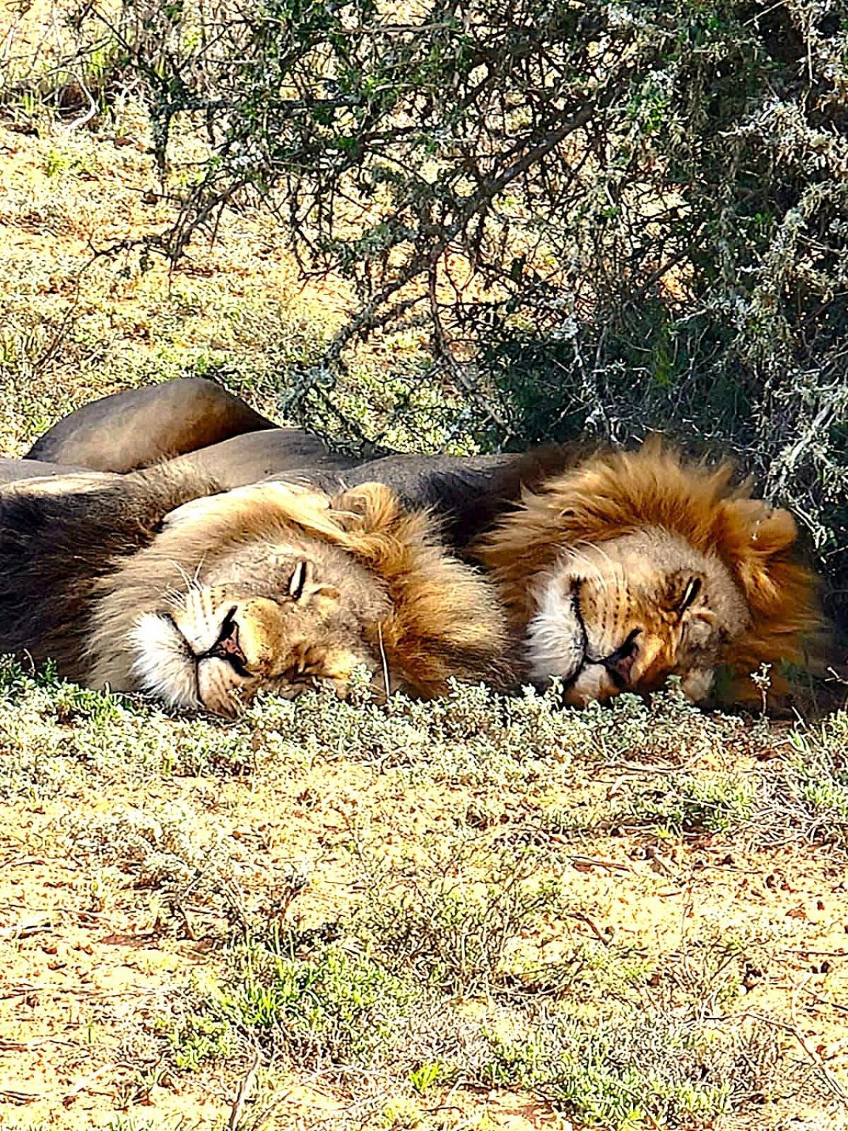 Adrenalin Addo Manor House Villa Eksteriør billede
